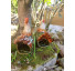 Conjunto porta velas galo e galinha - Imagem: 4