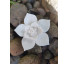 Incensário flor de lotus  - Imagem: 2