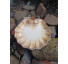 Petisqueira P concha  - Imagem: 2