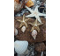 Brinco estrela do mar com concha - Imagem: 3