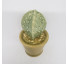 Cactos em cerâmica - Imagem: 2